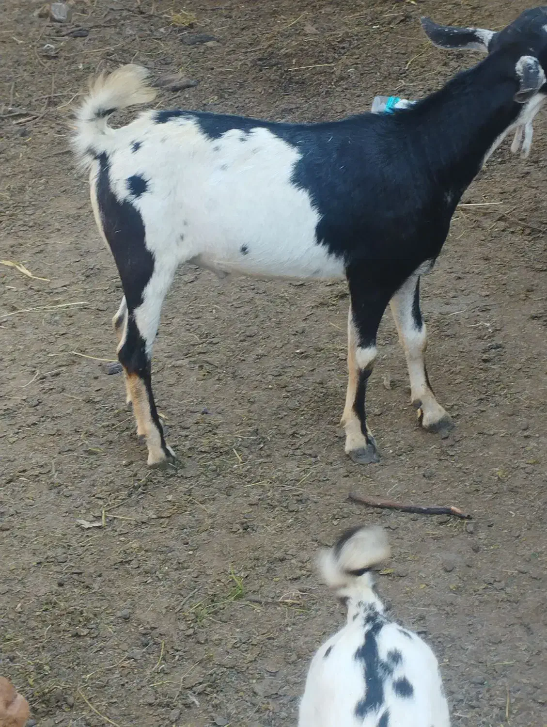 نری گوشتی|حیوانات مزرعه|قشم, |دیوار