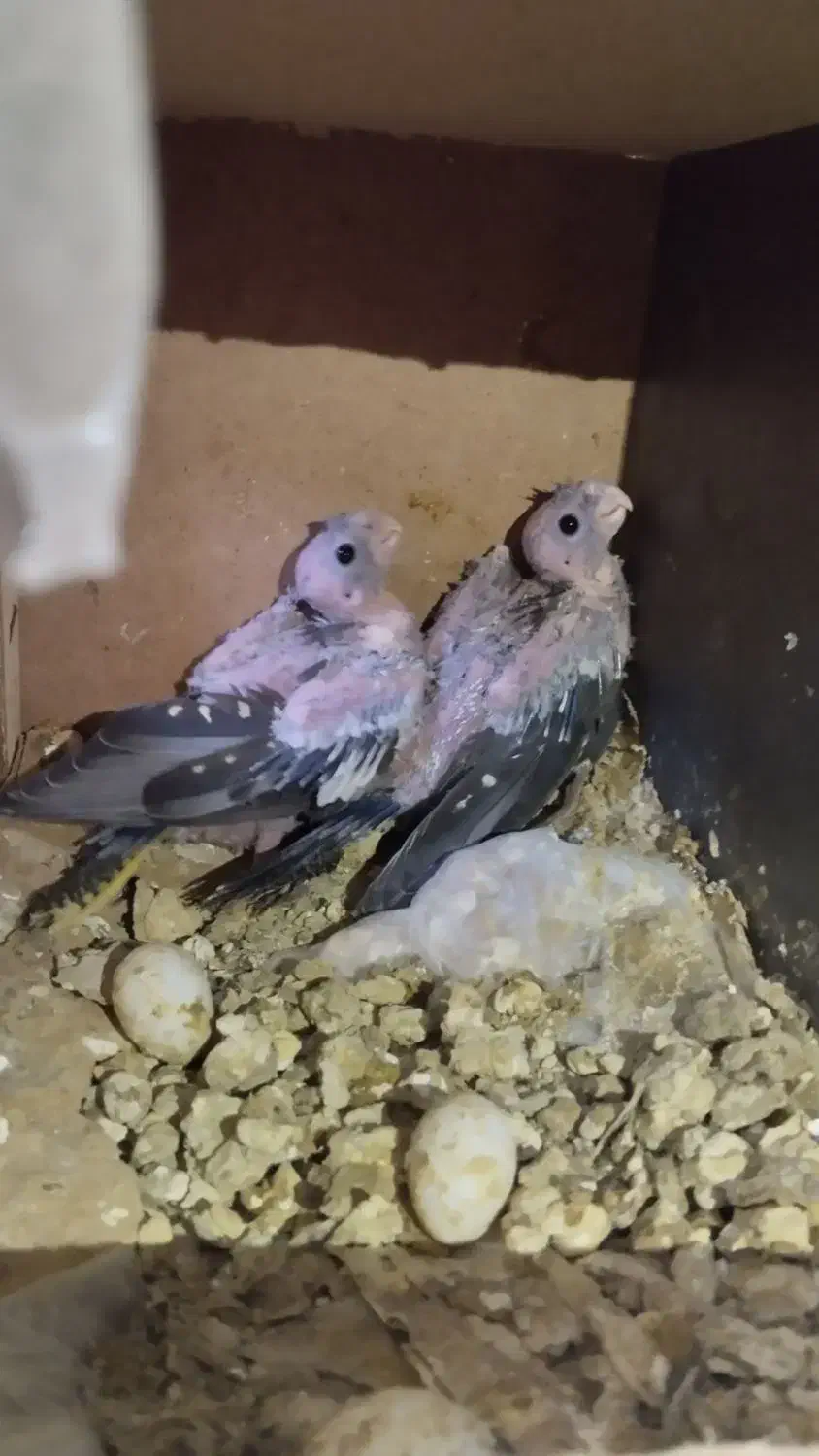 عروس هلندی سخن گومولدبادوعددجوجه سرلاکی خوشگل|پرنده|ایرانشهر, |دیوار