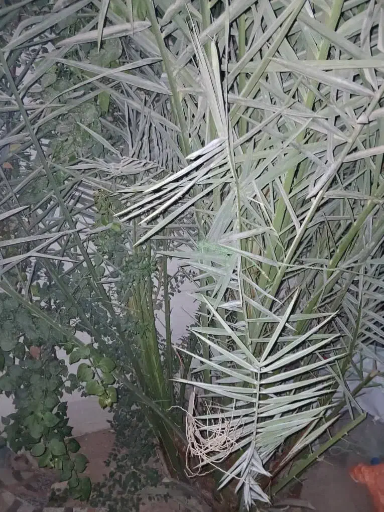 تمیزکاری نخل وباغبانی|خدمات باغبانی و درختکاری|کارون, |دیوار