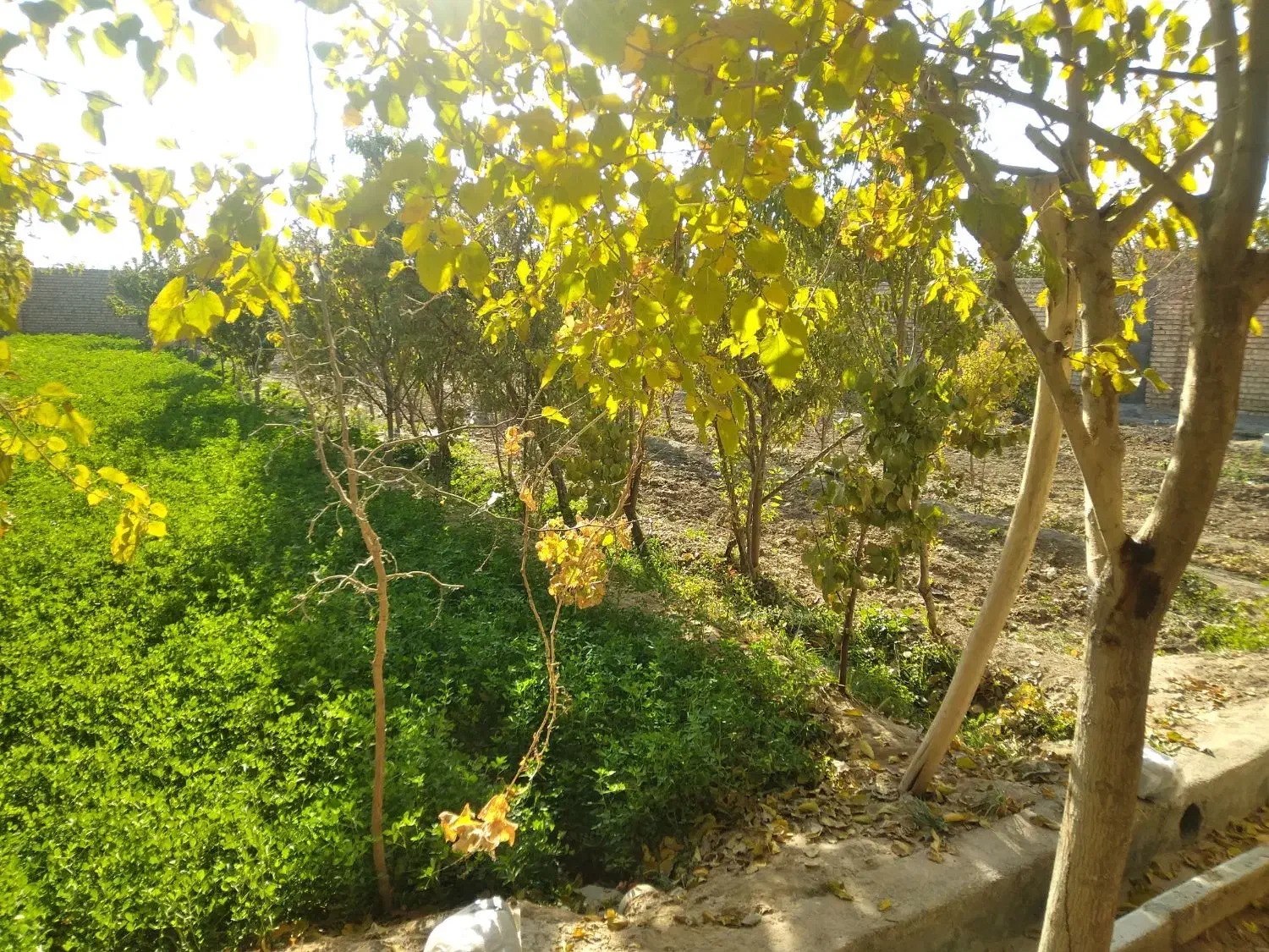 زمین باغ|فروش زمین و ملک کلنگی|تربت‌حیدریه, پائین ولایت|دیوار