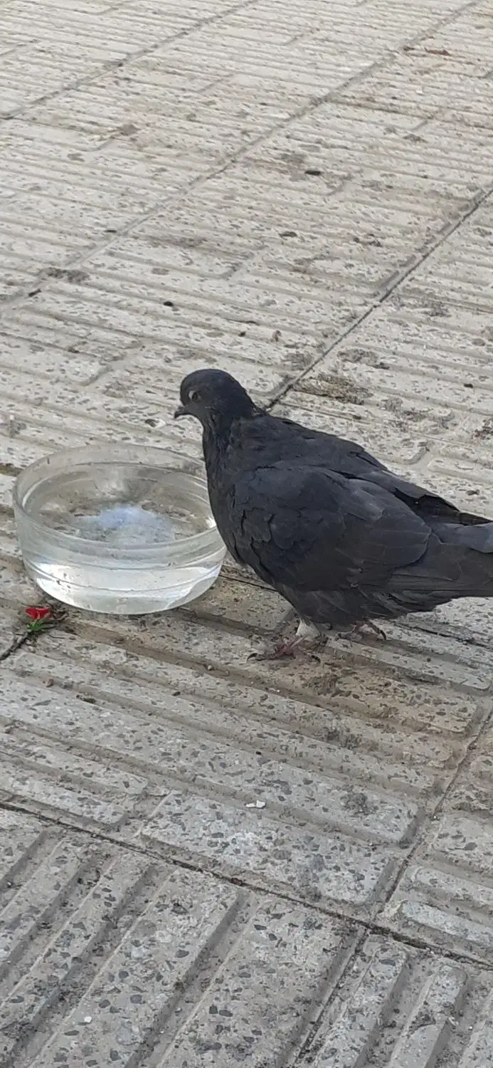 دو جفت کبوتر دوتا سیاه یکی سورور و یکی قرمز شازده|پرنده|نیر (اردبیل), |دیوار