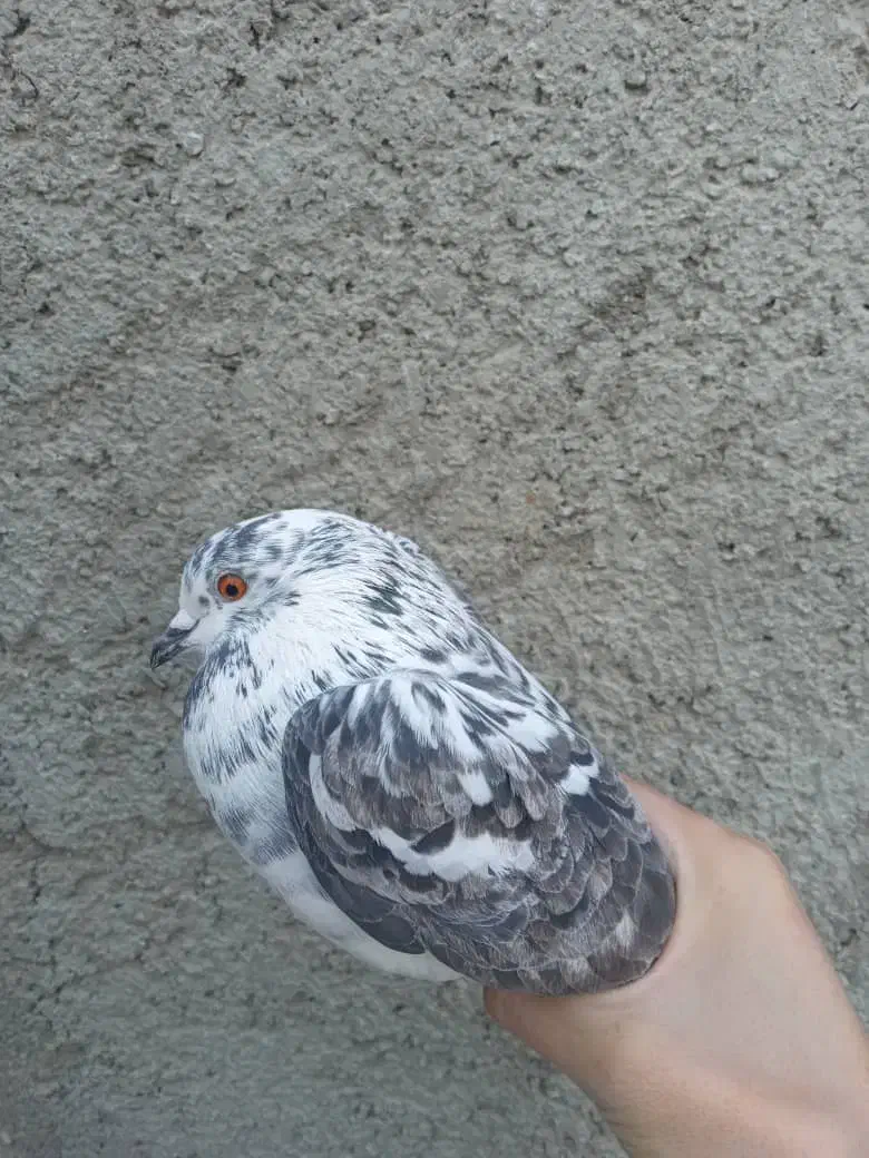 کبوتر کفتر|پرنده|پاکدشت, پاکدشت (مامازند)|دیوار