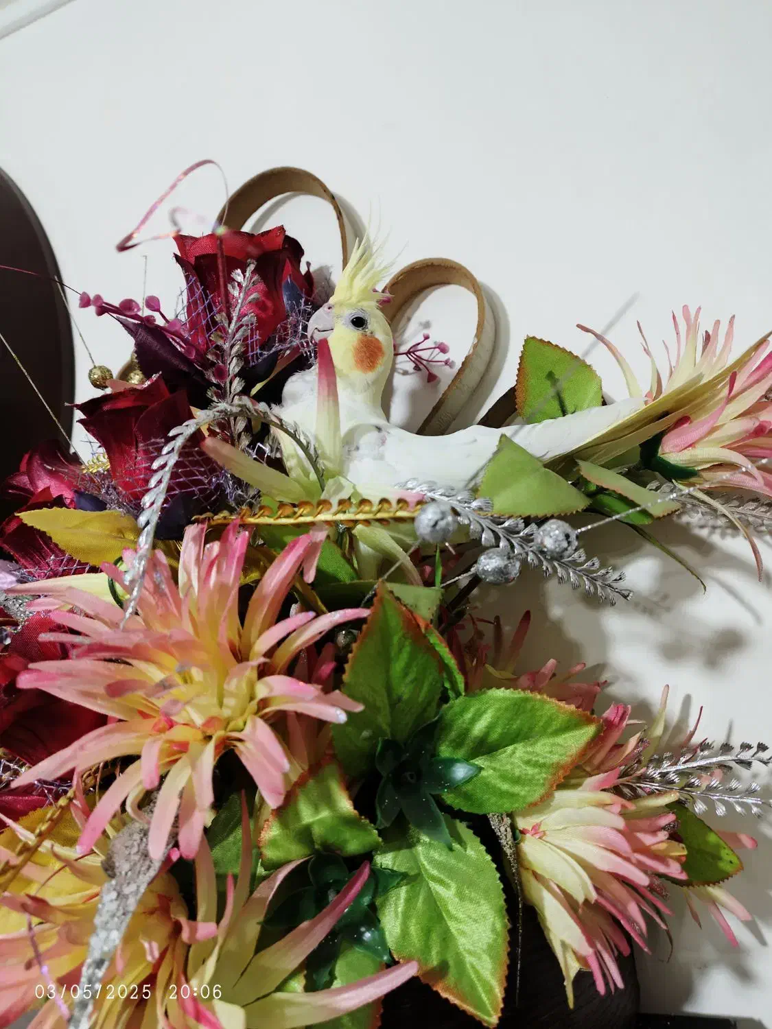 فروشی|پرنده|لالجین, |دیوار