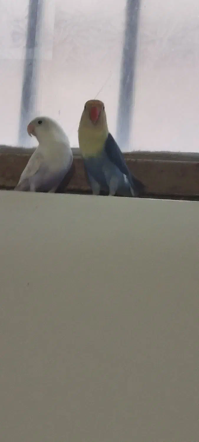 طوطی کوتوله|پرنده|زاهدان, |دیوار