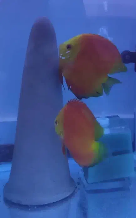 دیسکس مولد|ماهی|ری, شهید غیوری (ابن باویه)|دیوار