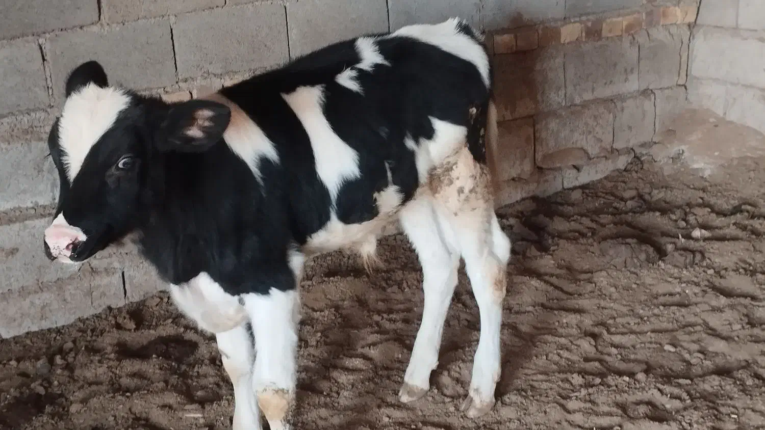 گوساله نر|حیوانات مزرعه|کاخک, |دیوار