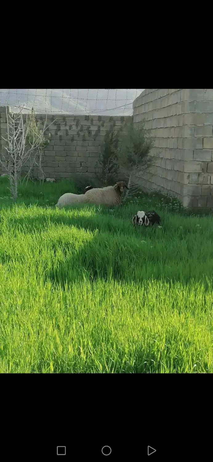 فروش گاوداری درایوان|فروش دفتر صنعتی، کشاورزی، تجاری|ایوان, |دیوار