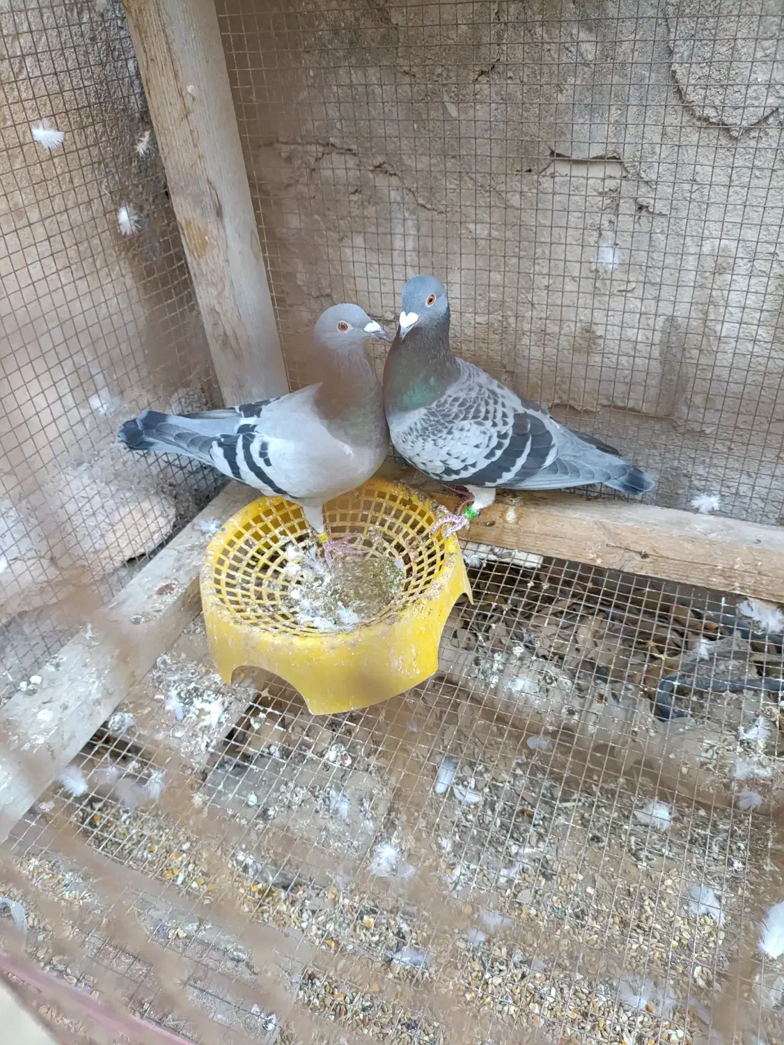 کبوتر مسابقه ای پلاکی|پرنده|بندر گناوه, |دیوار