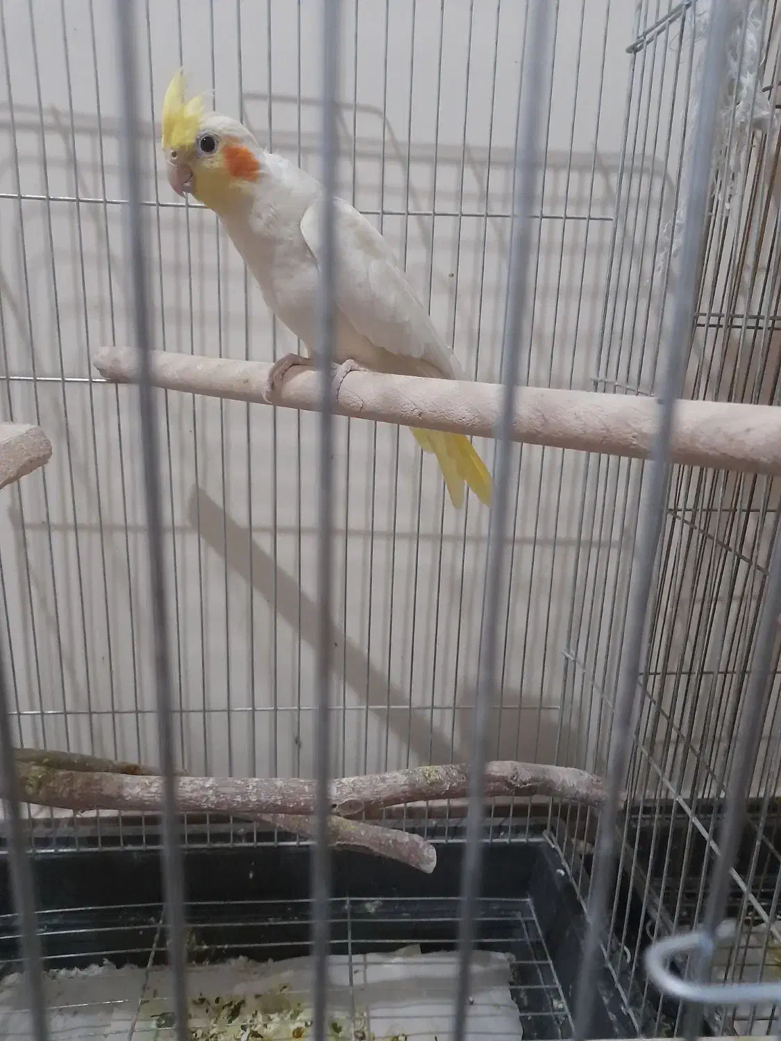 عروس هلندی|پرنده|پاکدشت, پاکدشت (مامازند)|دیوار