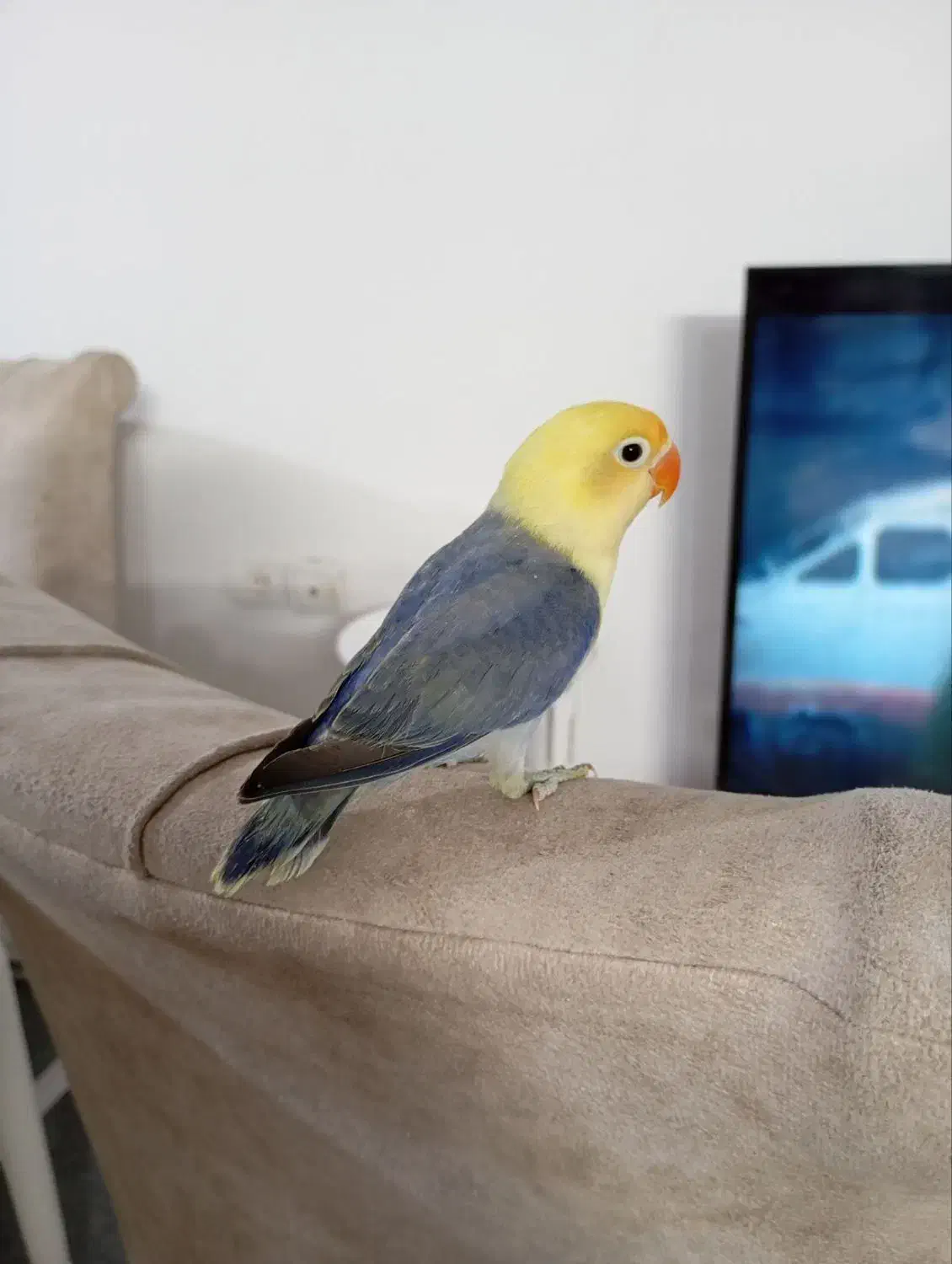 طوطی کوتوله برزیلی|پرنده|زرند, |دیوار