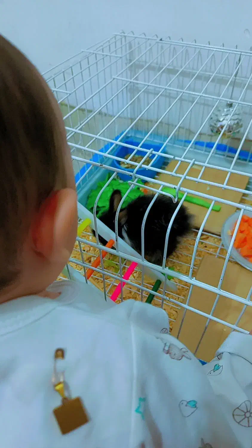 خرگوش خانگی|موش و خرگوش|سیرجان, |دیوار