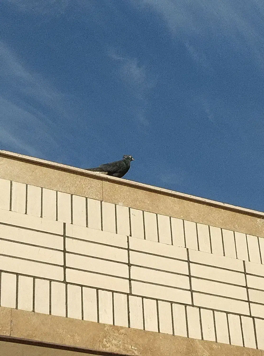 کفتر زاغ دم سفید|پرنده|سیرجان, |دیوار