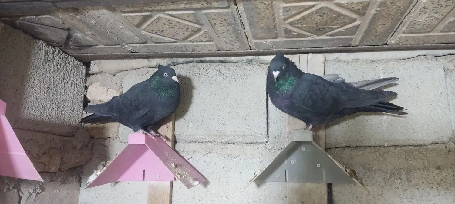 یک جفت نروماده زاغ چش نوک سفید|پرنده|پاپی, |دیوار