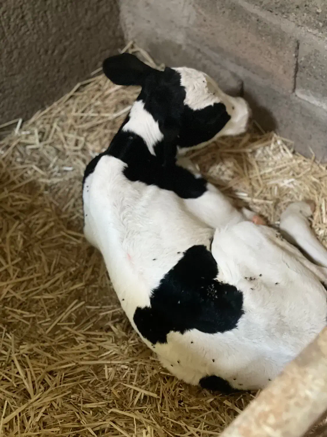 نیازمند کارگر گاو داری|استخدام صنعتی، فنی، مهندسی|اسحاق آباد, |دیوار