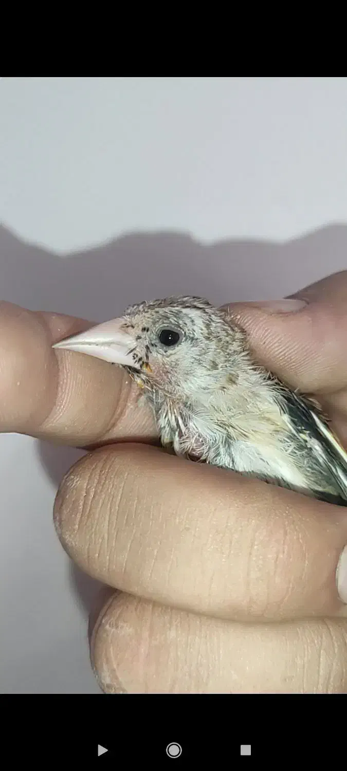 جوجه سهره|پرنده|کوهدشت, |دیوار