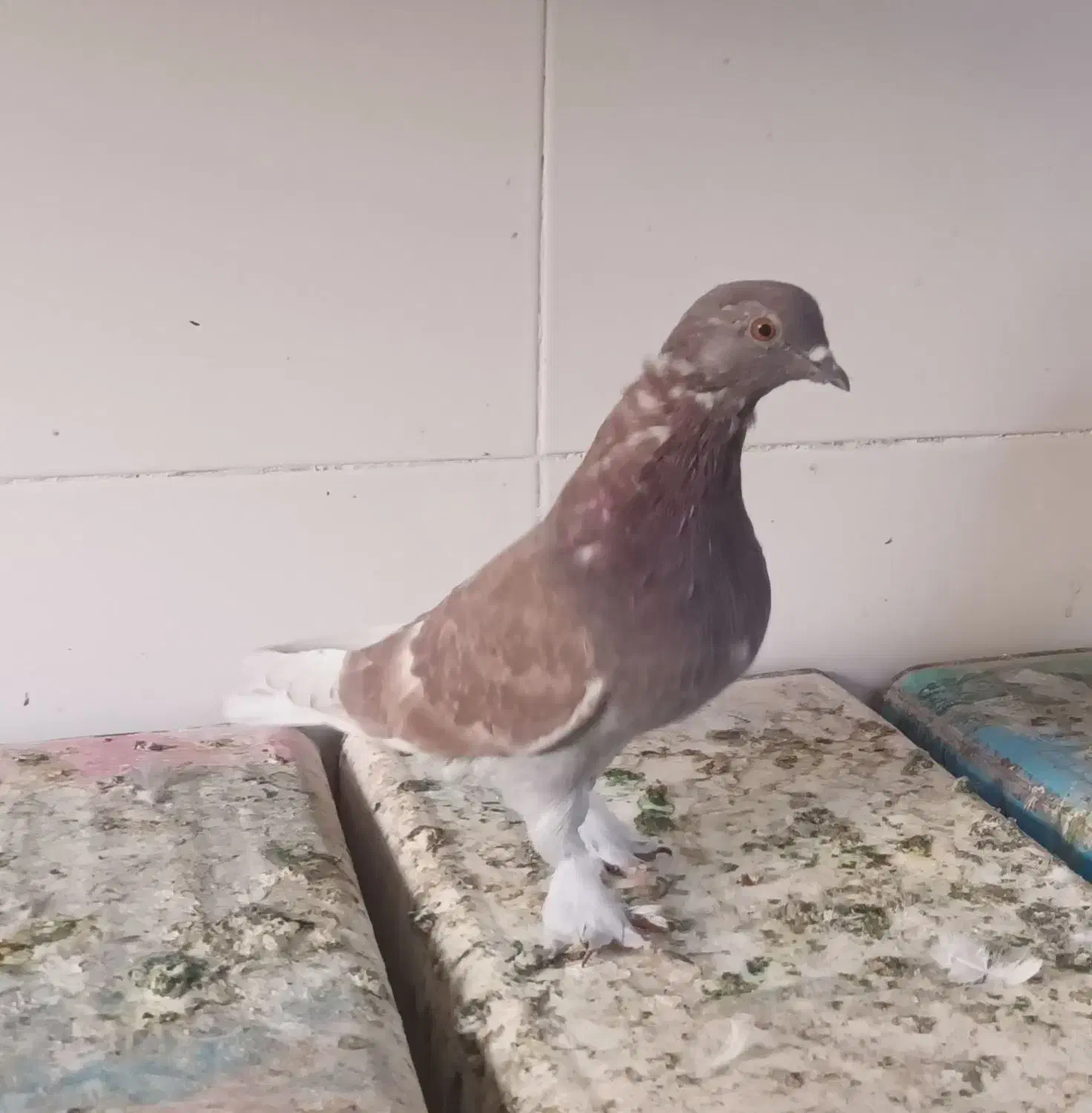 چند نوع کفتر|پرنده|اصفهان, طامه|دیوار