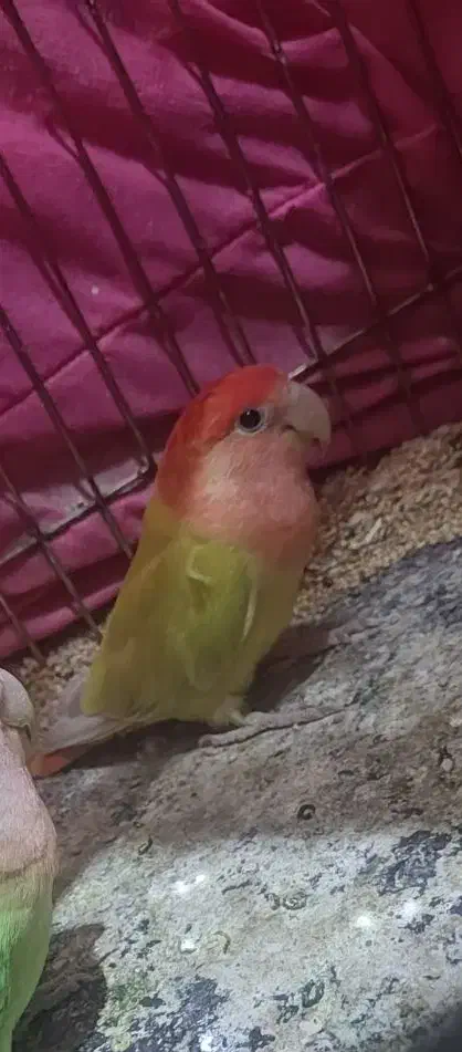 جفت کبوترطوقی الماسی وجفت طوطی برزیلی قناری ماده|پرنده|سمیرم, |دیوار