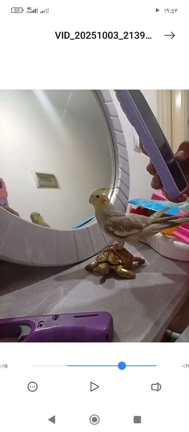 عروس هلندی گمشده|حیوانات|پاکدشت, شهرک امام رضا|دیوار