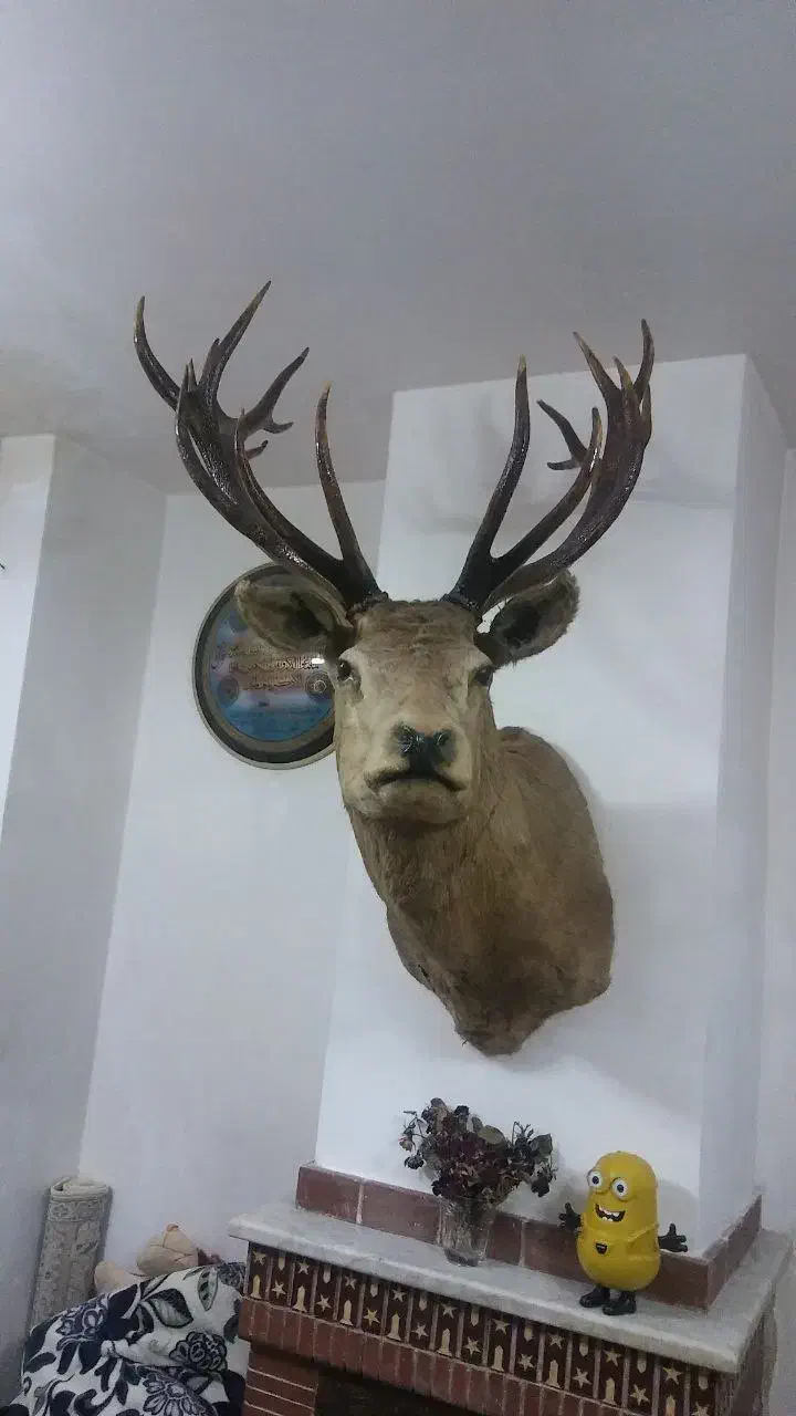 حیوان|کلکسیون و سرگرمی|گالیکش, |دیوار