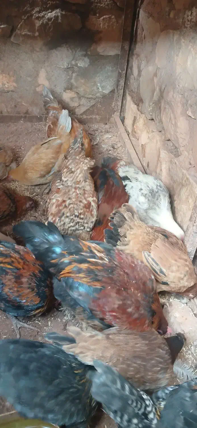 خروس مرغ کلشیر|حیوانات مزرعه|کوهدشت, |دیوار