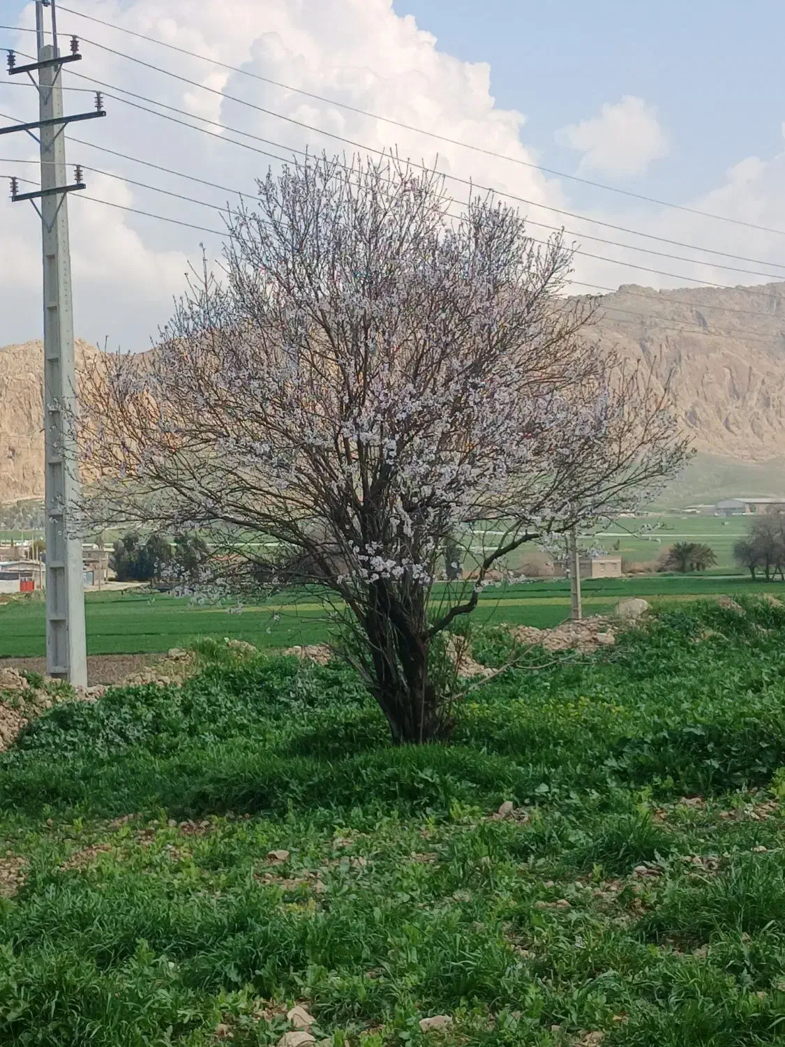 اجاره ۶هکتار زمین کشاورزی|اجارهٔ دفتر صنعتی، کشاورزی، تجاری|سرپل ذهاب, |دیوار