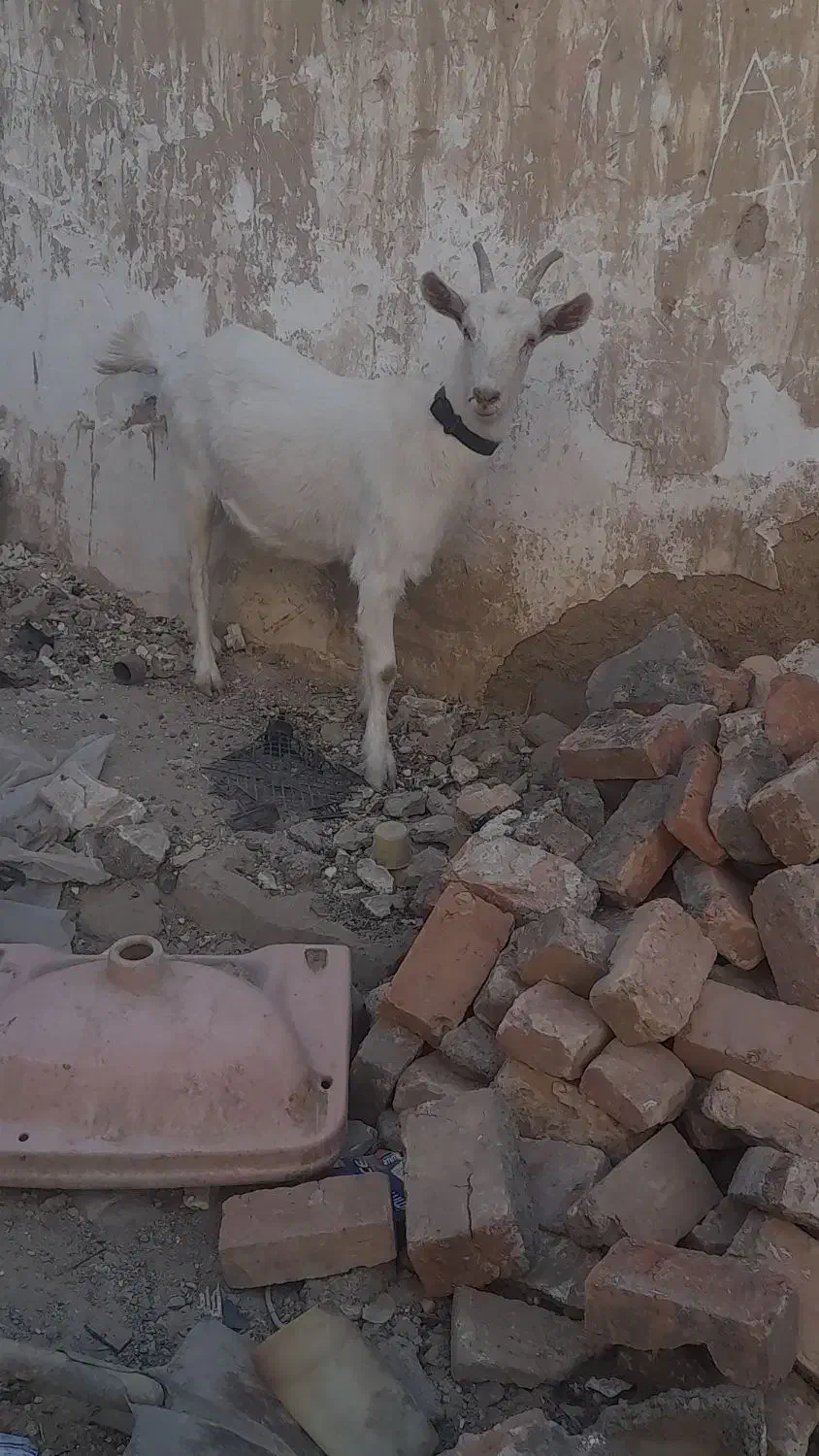 بزونربزسانن|حیوانات مزرعه|زاهدان, |دیوار