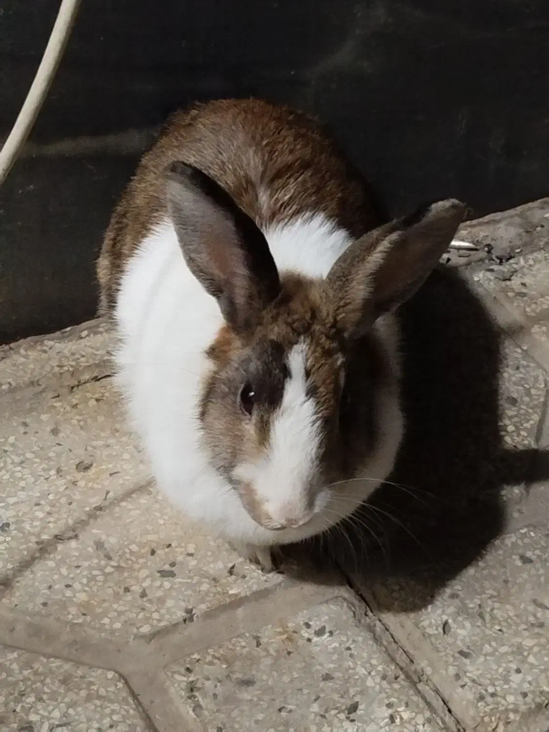 خرگوش باهوش|موش و خرگوش|شیراز, کوشک میدان|دیوار