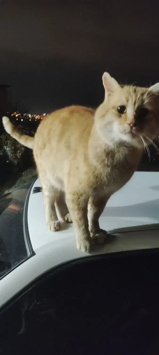 حیوان خانگی گربه|گربه|یاسوج, |دیوار