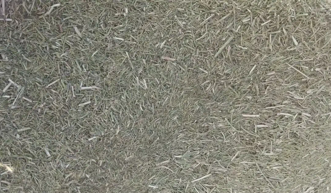 خارشترنرم وسبزآماده تحویل شهرستان جوین|لوازم جانبی حیوانات|عطاملک, |دیوار