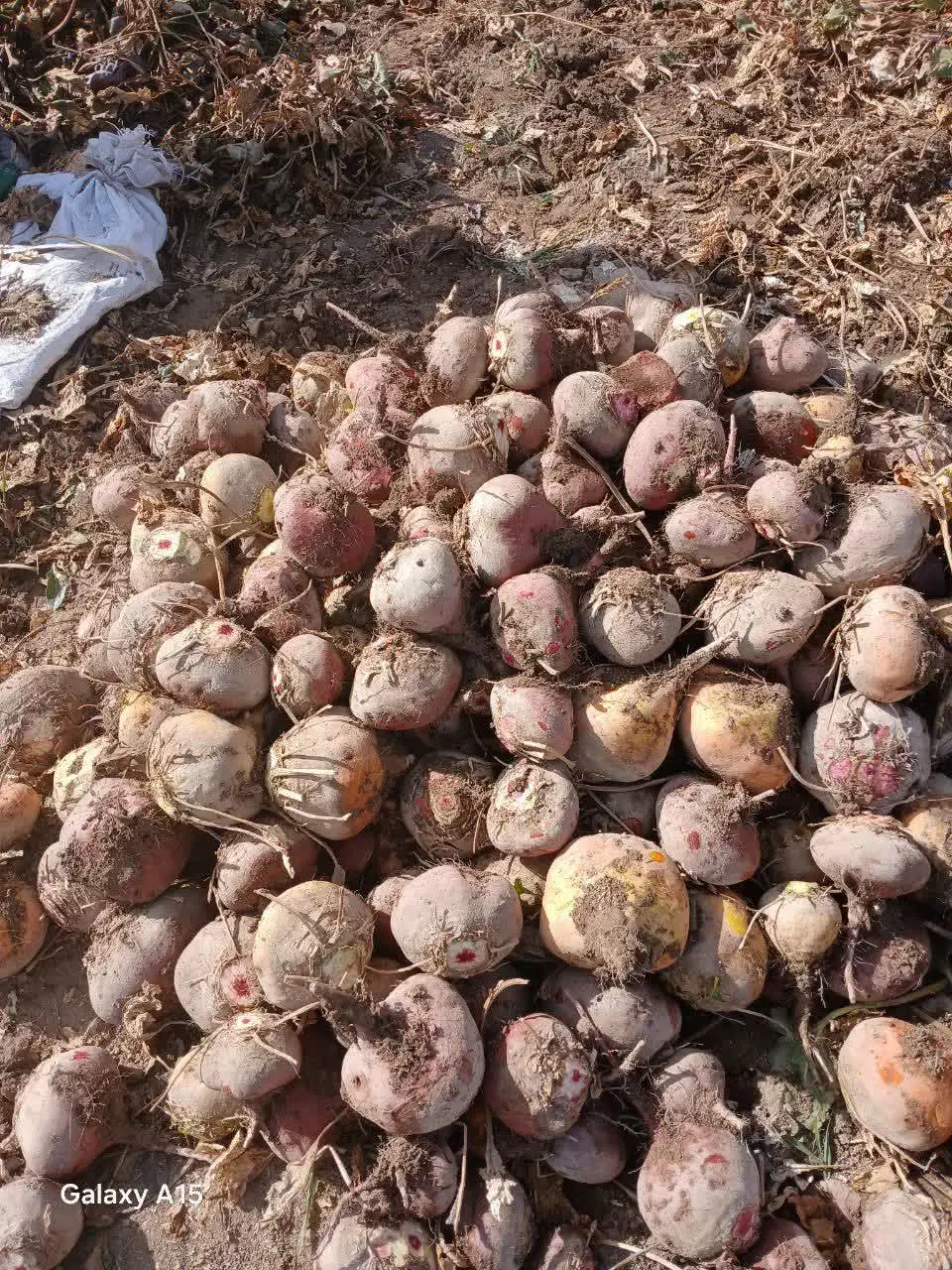 **چغندرشلغم برای دام|لوازم جانبی حیوانات|دلیجان, |دیوار