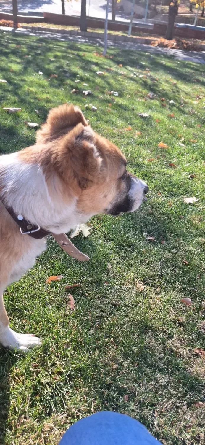 سگ پامر و خراسانی|سگ|پاکدشت, پاکدشت (مامازند)|دیوار