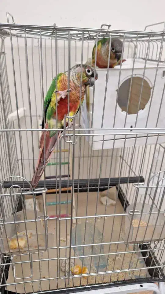 گرینچیگ سخنگو|پرنده|بروجرد, |دیوار