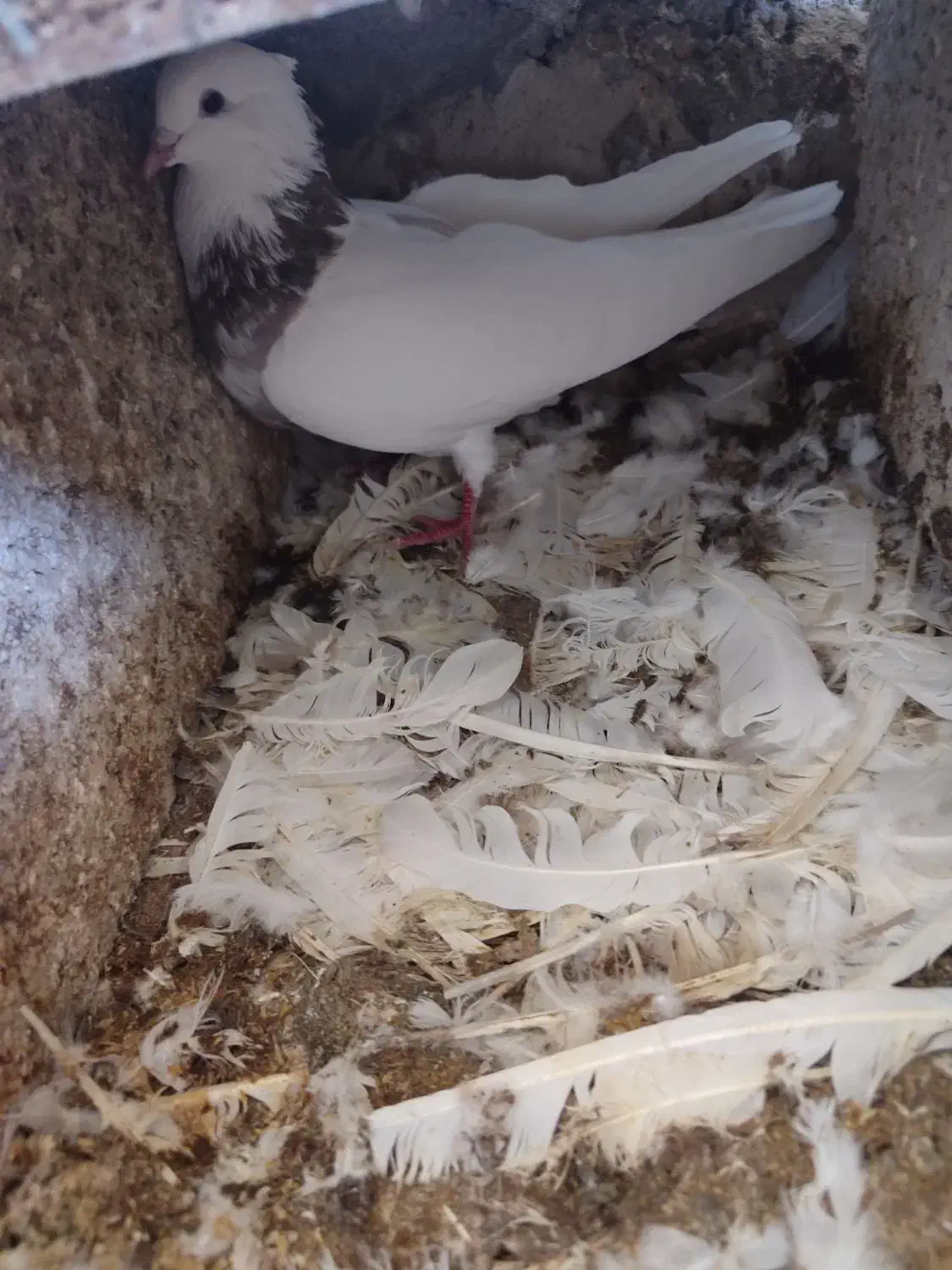 فروشی شش جفت طوقی پالخت|پرنده|بستک, |دیوار