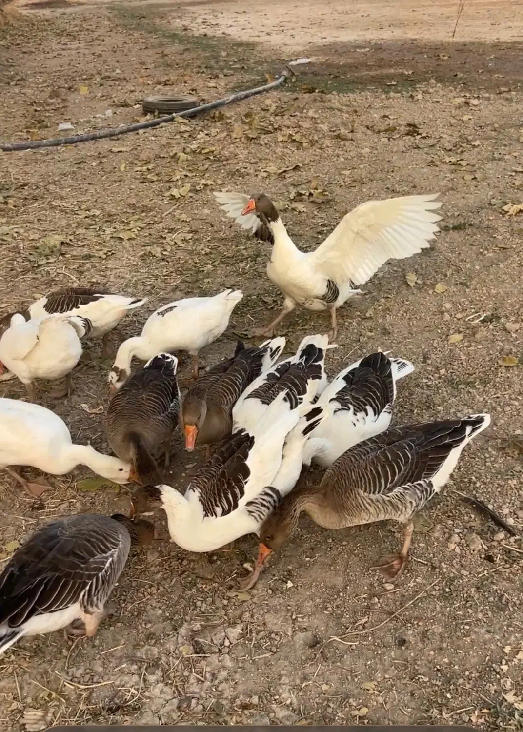 غاز|حیوانات مزرعه|مرودشت, فیروزی|دیوار