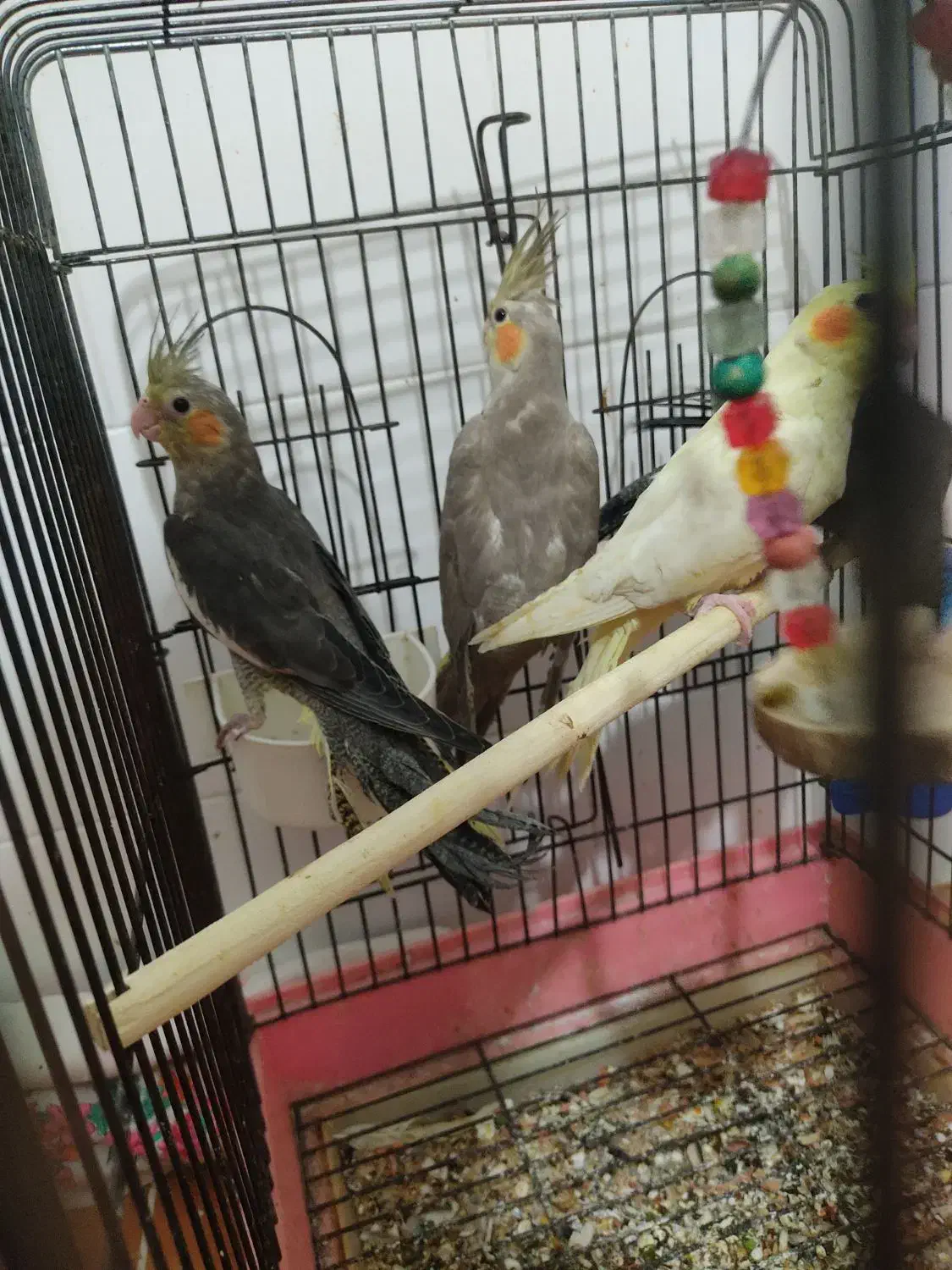 تعدادی عروس هلندی تازه دونخور رام|پرنده|ساری, |دیوار