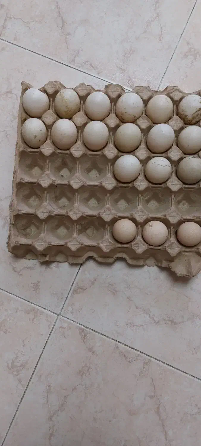 تخم اردک اسرائیلی و بوقلی و شاخدار|حیوانات مزرعه|رشت, چله خانه|دیوار