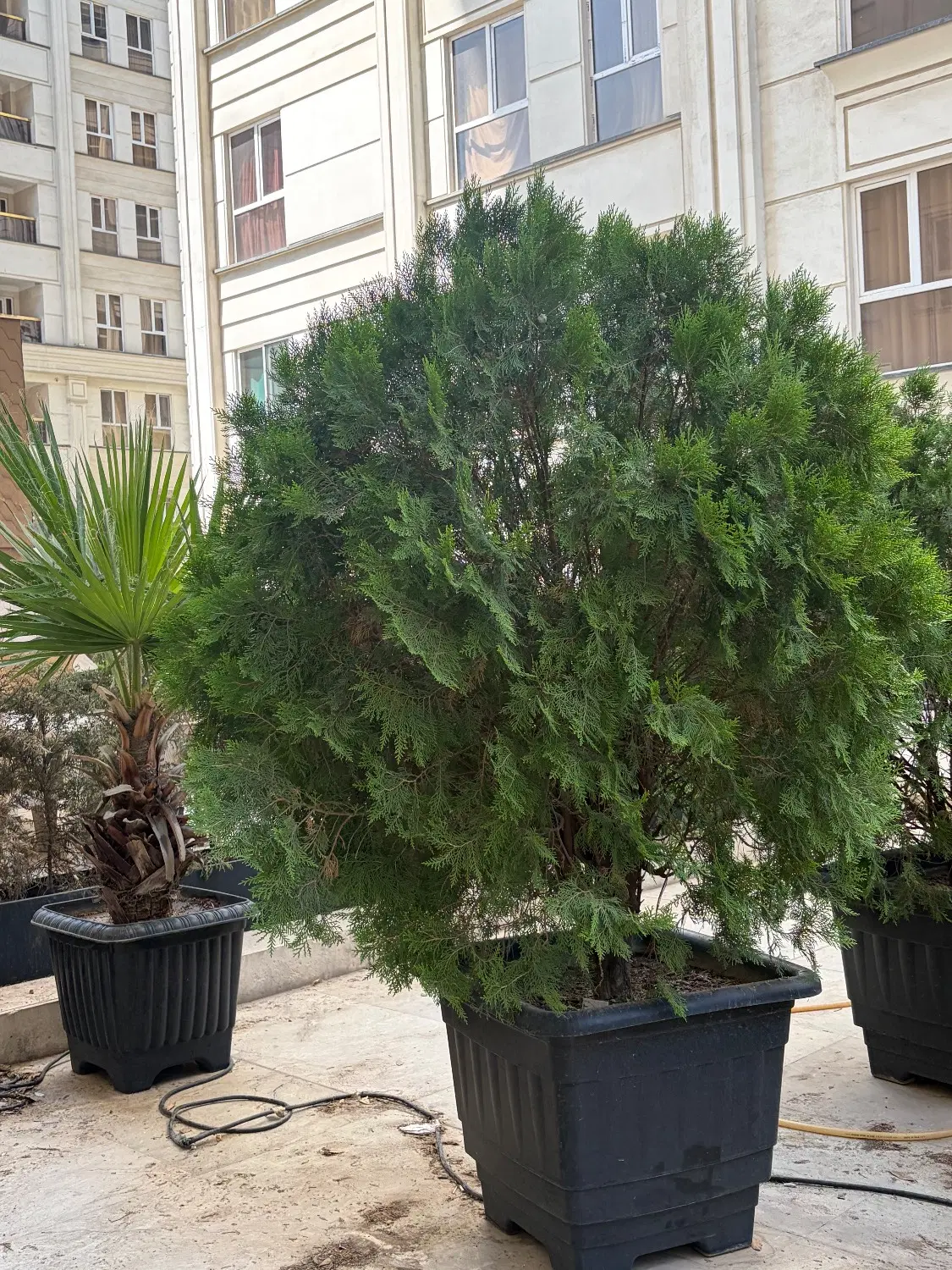 گلدان|گل و گیاه طبیعی|تهران, حسینآباد|دیوار