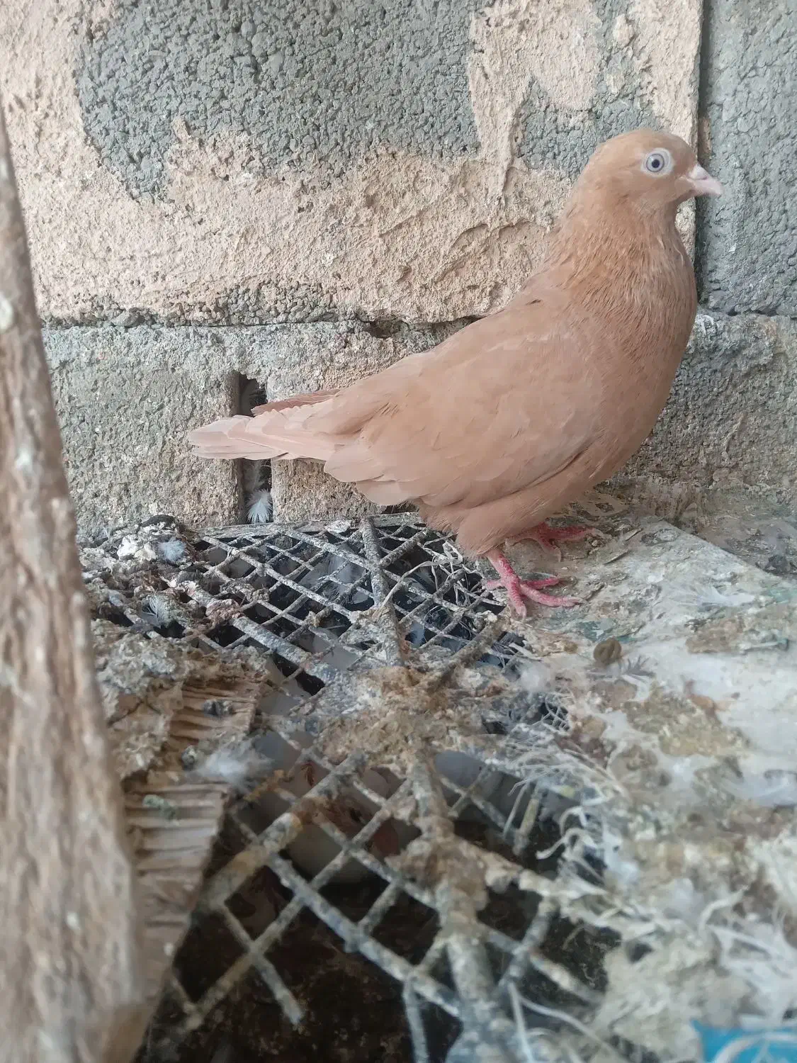 کبوتر گره درجای|پرنده|میناب, |دیوار