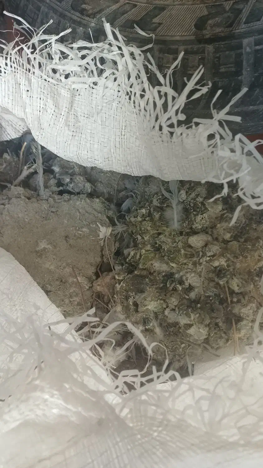 کود کبوتر|گل و گیاه طبیعی|مراغه, |دیوار