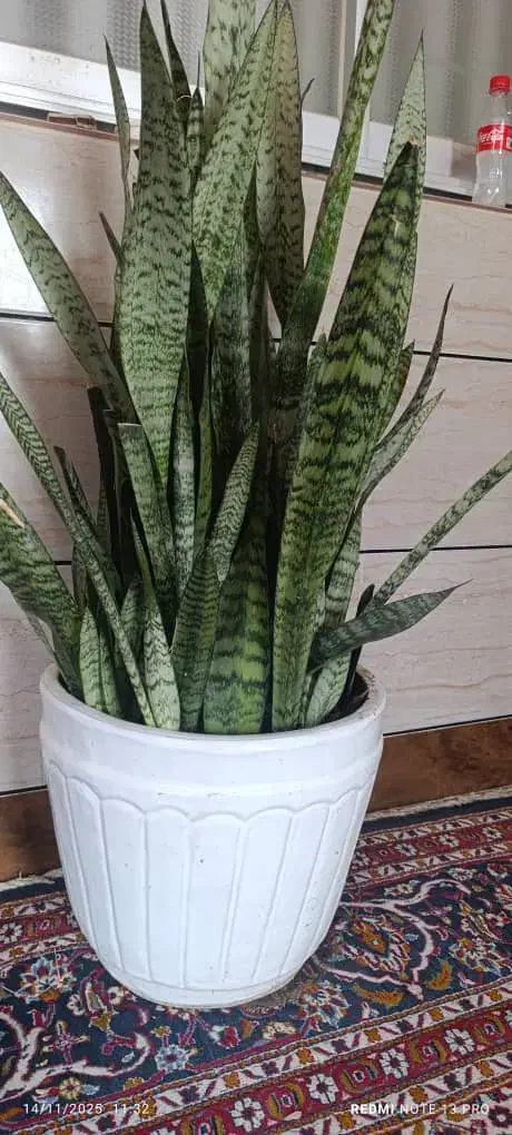 گل سانسوریا و کاکتوس|گل و گیاه طبیعی|آزادشهر, |دیوار