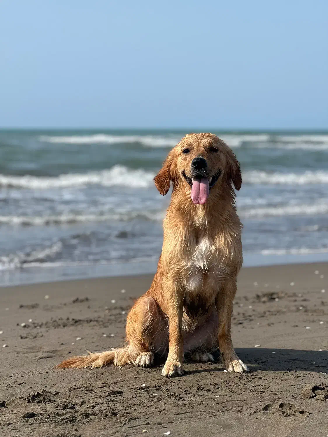 سگ گلدن ماده|سگ|محمودآباد, |دیوار