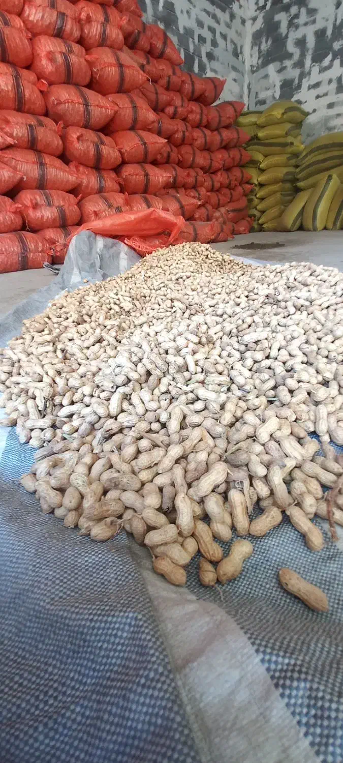 نیروی کار آقابرای کارگاە خشکبار|استخدام صنعتی، فنی، مهندسی|سنندج, |دیوار