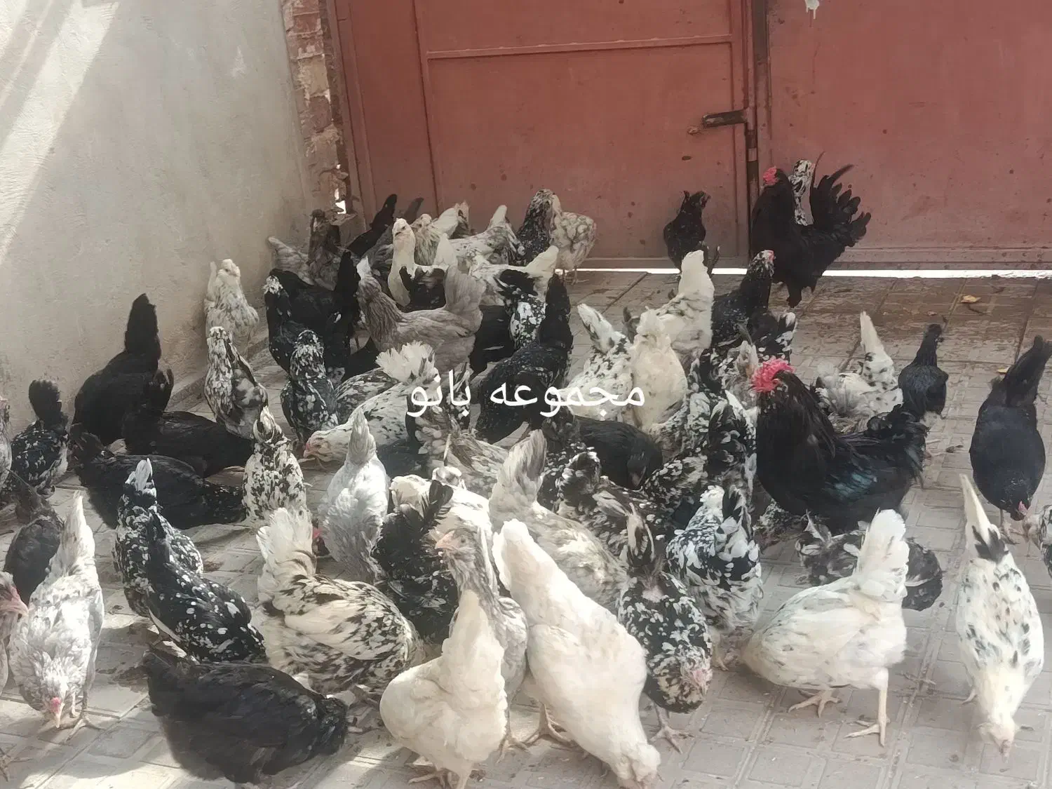 تخم مرغ نطفه دار گلین، چهل تاج، ریش، کاکل|حیوانات مزرعه|کرمان, |دیوار