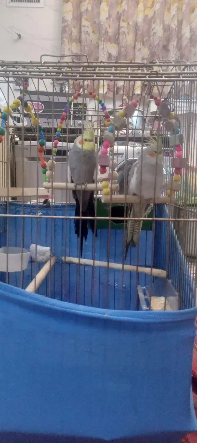 ی جفت عروس هلندی بالوازم|پرنده|پاکدشت, پاکدشت (مامازند)|دیوار