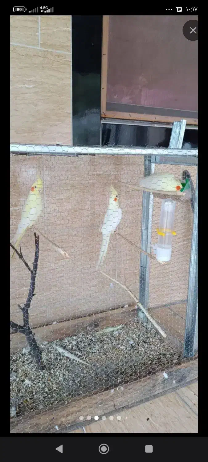 توتی عروس|پرنده|لولمان, |دیوار