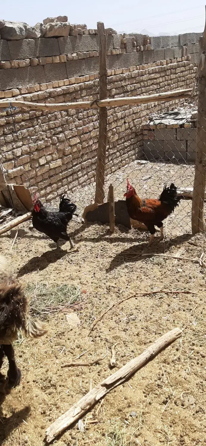 فروش مرغ وخروس گلین وشش عدد اردک اسرایئلی|حیوانات مزرعه|پیر بکران, |دیوار
