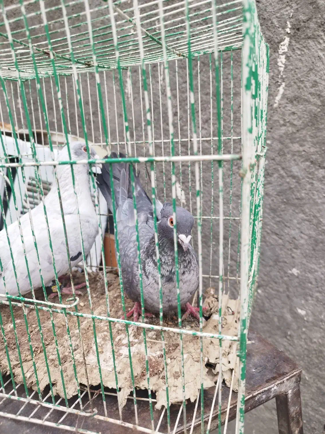 کبوتر موشی|پرنده|چناران, |دیوار