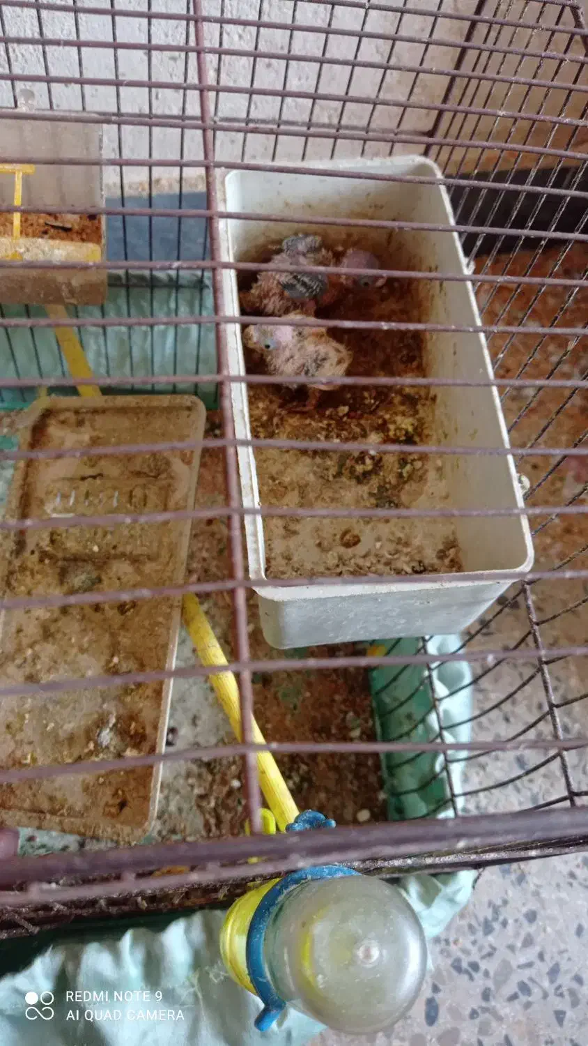 مرغ عشق فروشی|پرنده|دوگنبدان, |دیوار