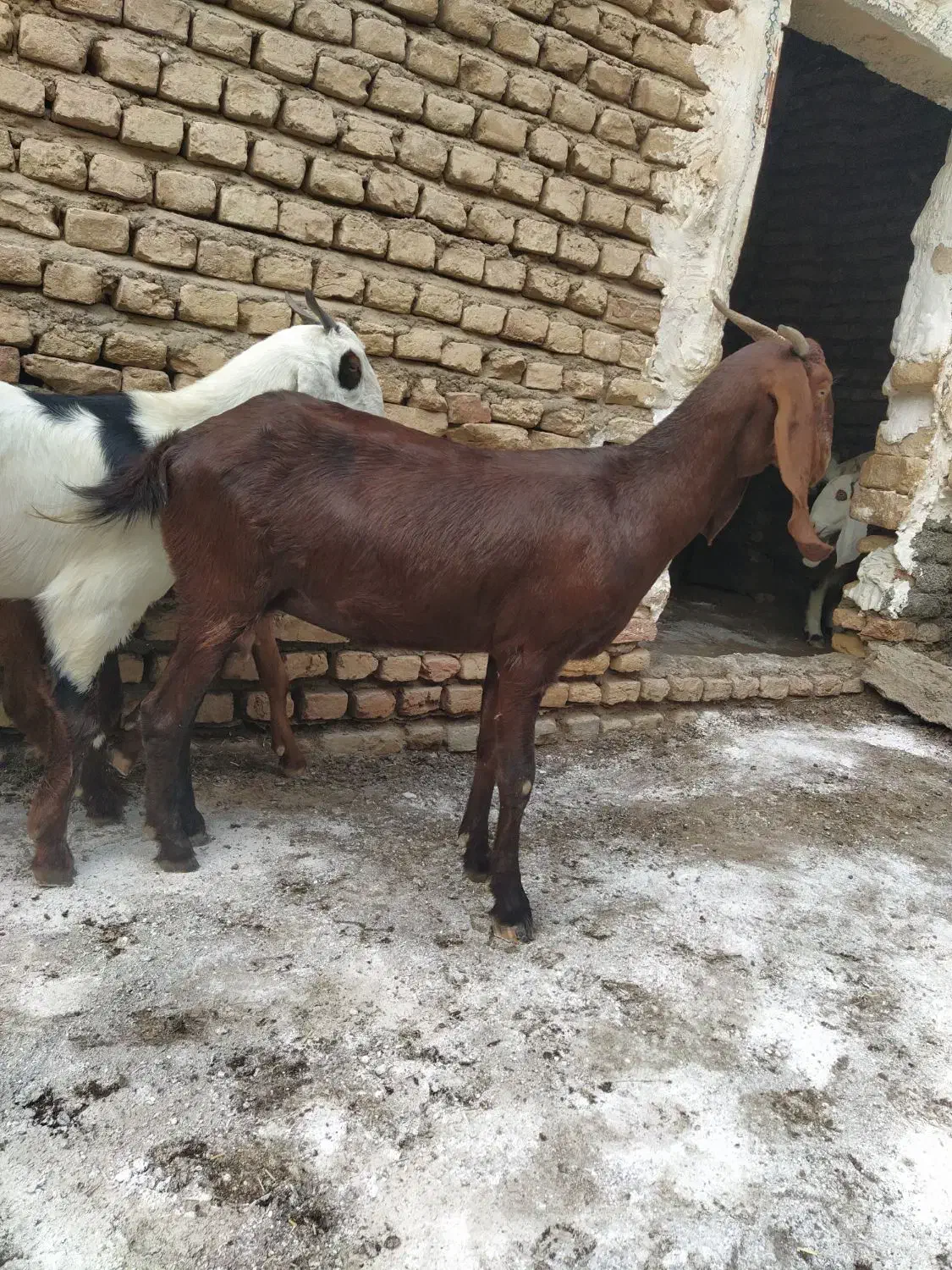 بز جوان|حیوانات مزرعه|انبارآلوم, |دیوار