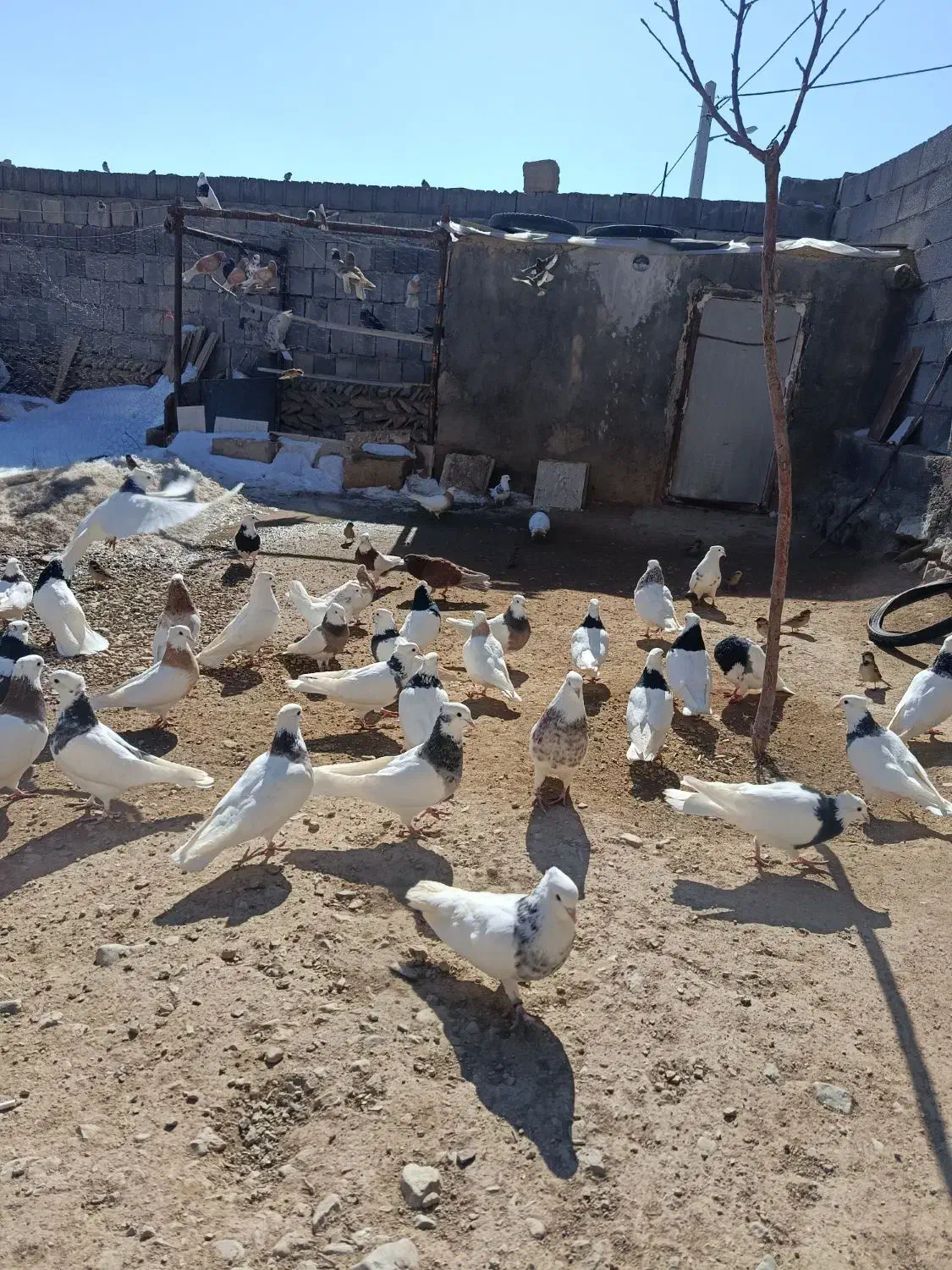 کبوتر طوقی|پرنده|دهگلان, |دیوار